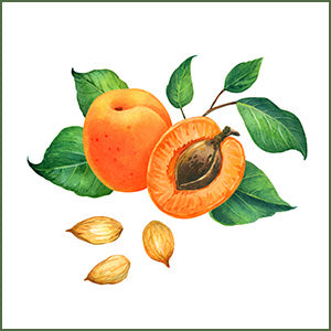 Apricot