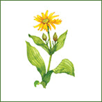 Arnica